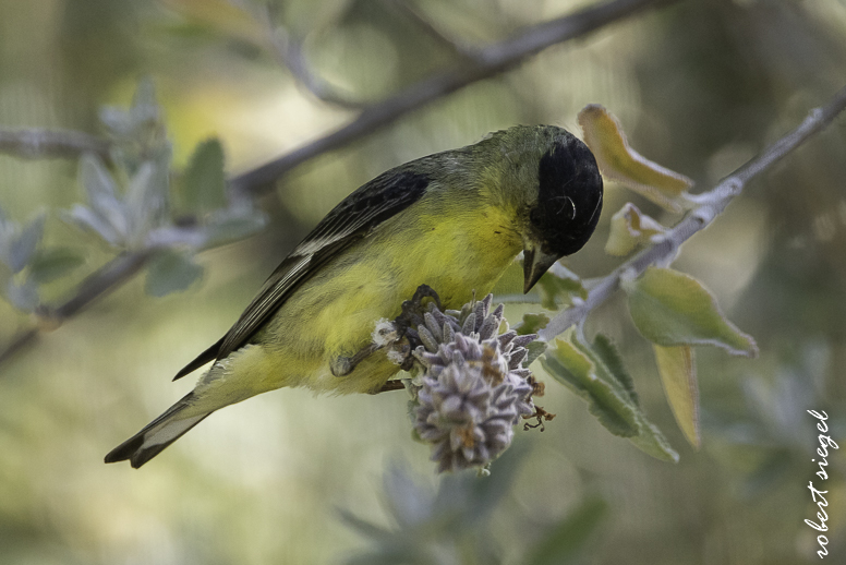 Ulistac Natural Area
